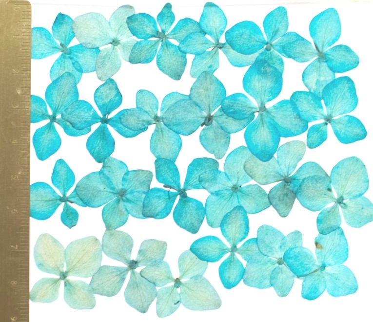 1-114-B 押し花　アジサイ　ブルー染