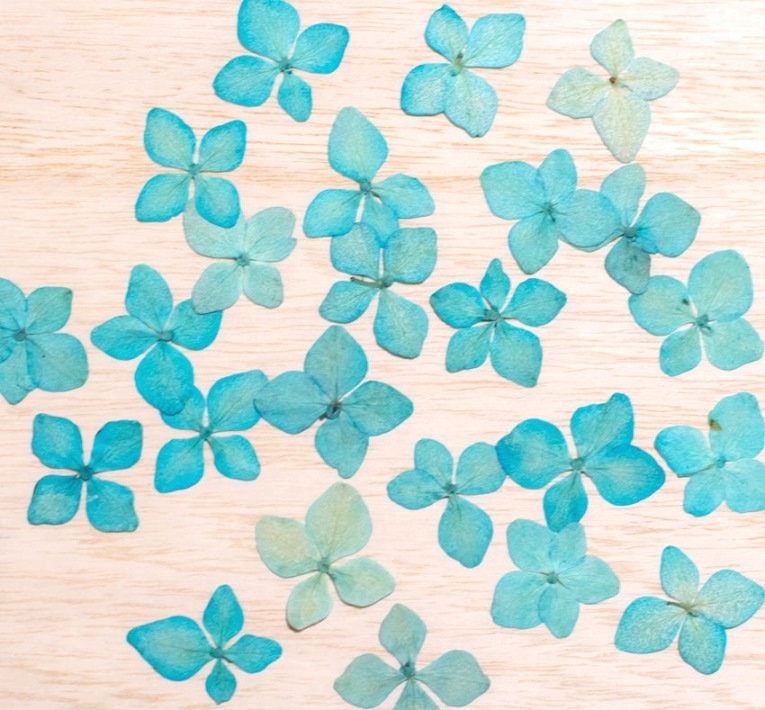 1-114-B 押し花　アジサイ　ブルー染