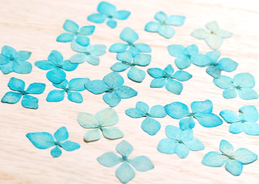 1-114-B 押し花　アジサイ　ブルー染