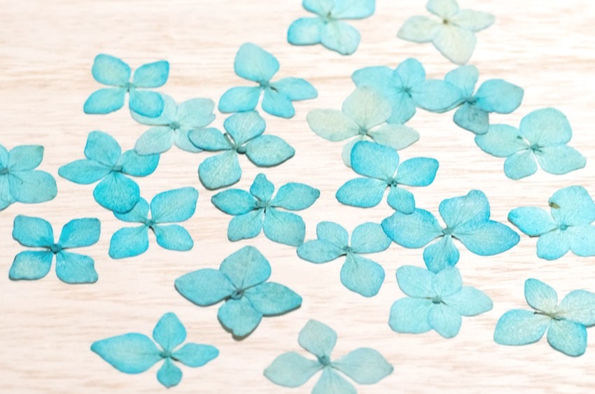 1-114-B 押し花　アジサイ　ブルー染