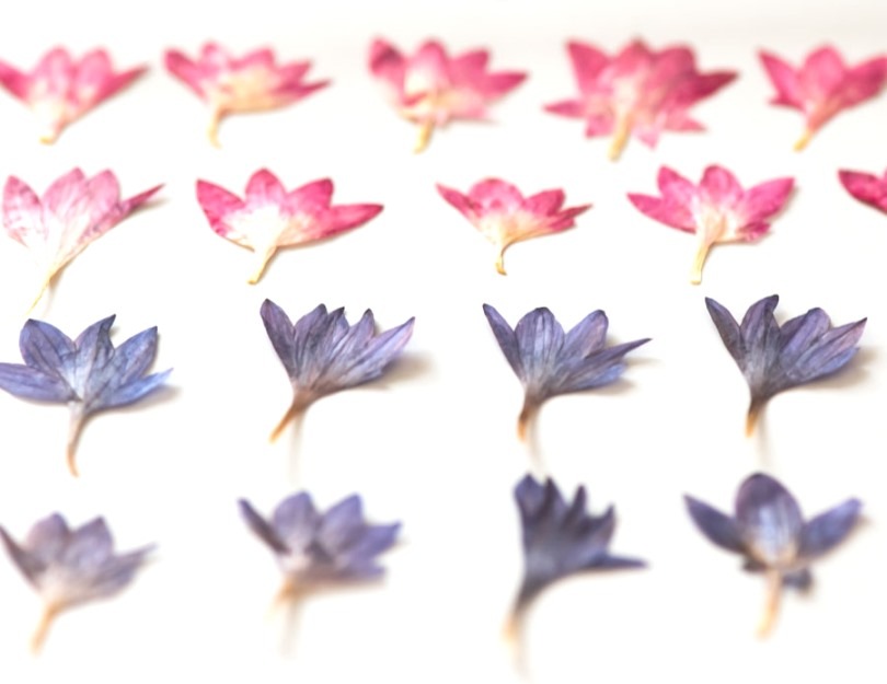 1-238M　押し花　矢車菊　ミックス