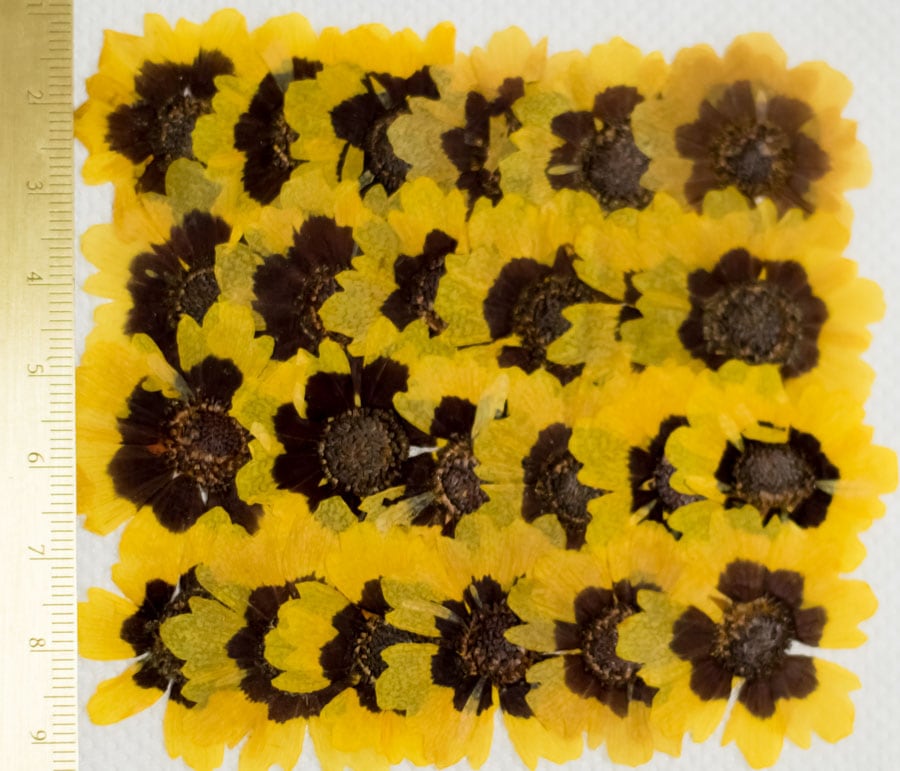 1-128　押し花　ハルシャギク