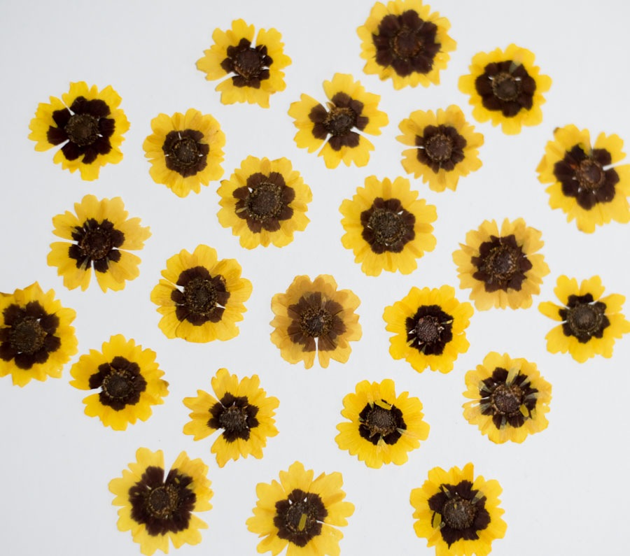 1-128　押し花　ハルシャギク