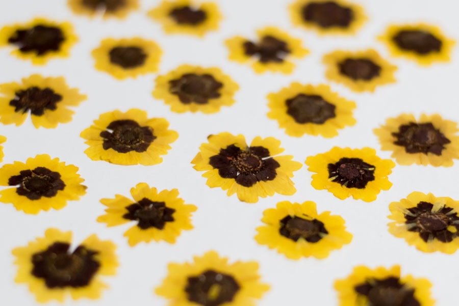 1-128　押し花　ハルシャギク