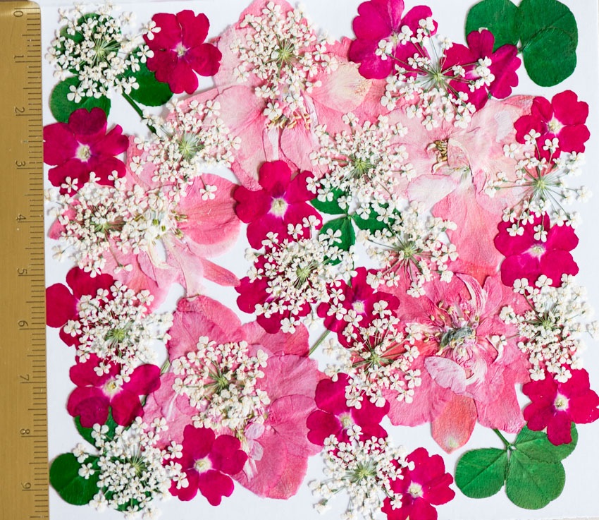 押し花 本物の花アクセサリー直販 エルタ押し花通販 1 K千鳥草などのミックスデザインパック 40輪入り