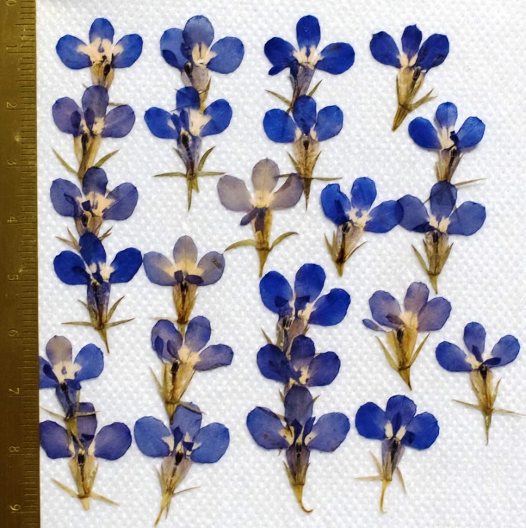 1-148-B　押し花　ロベリア　柄付