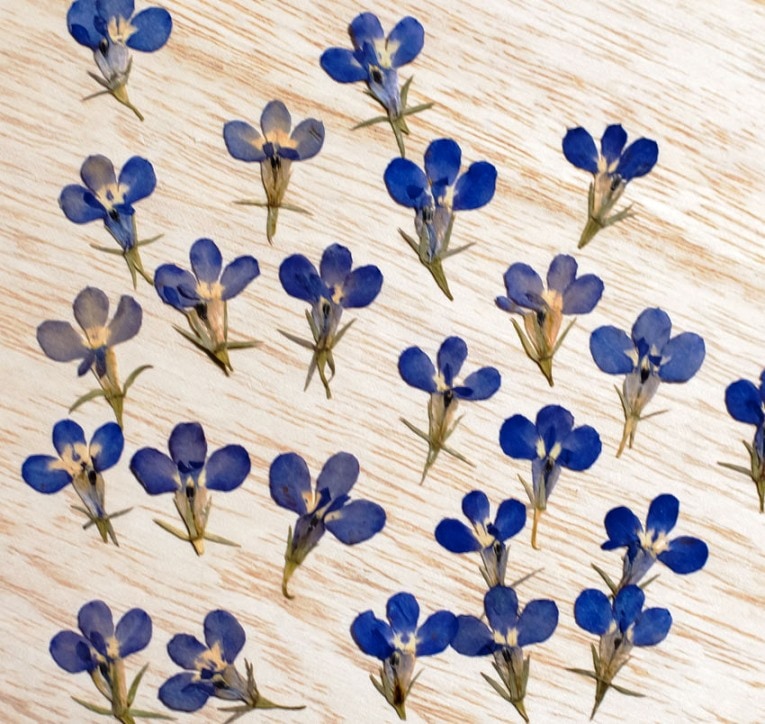 1-148-B　押し花　ロベリア　柄付