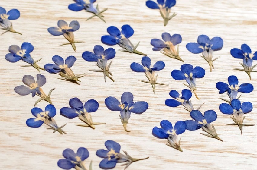 1-148-B　押し花　ロベリア　柄付