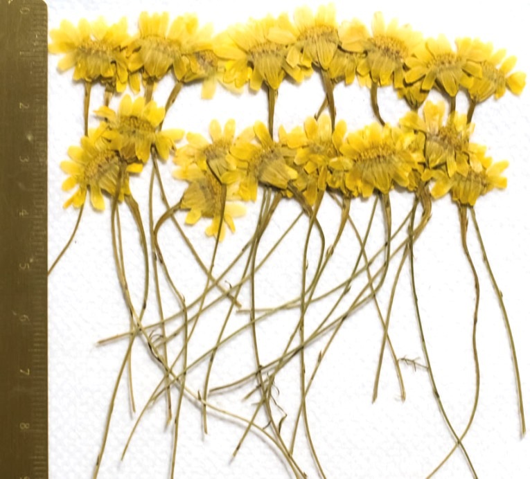 1-156-H　押し花　ダールベルグデージ