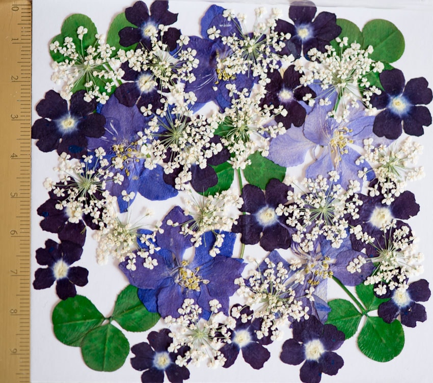 押し花 本物の花アクセサリー直販 エルタ押し花通販 1 B ブルーミックス押し花デザインパック 40輪入り 押し花 本物の花アクセサリー直販 エルタ押し花通販 1 B ブルーミックス押し花デザインパック 40輪入り