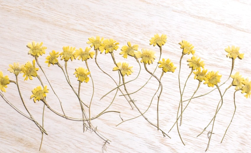 1-156-H　押し花　ダールベルグデージ