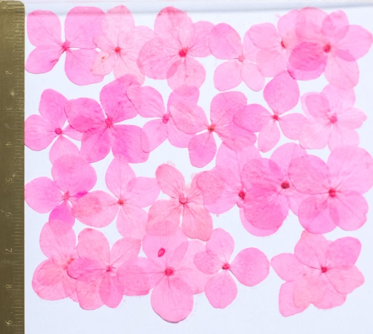 1-114K　　押し花　アジサイ　ピンク染め