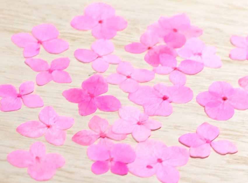 1-114K　　押し花　アジサイ　ピンク染め