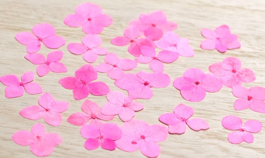 1-114K　　押し花　アジサイ　ピンク染め