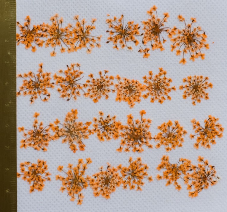 1-202-O　押し花　レースフラワー　オレンジ