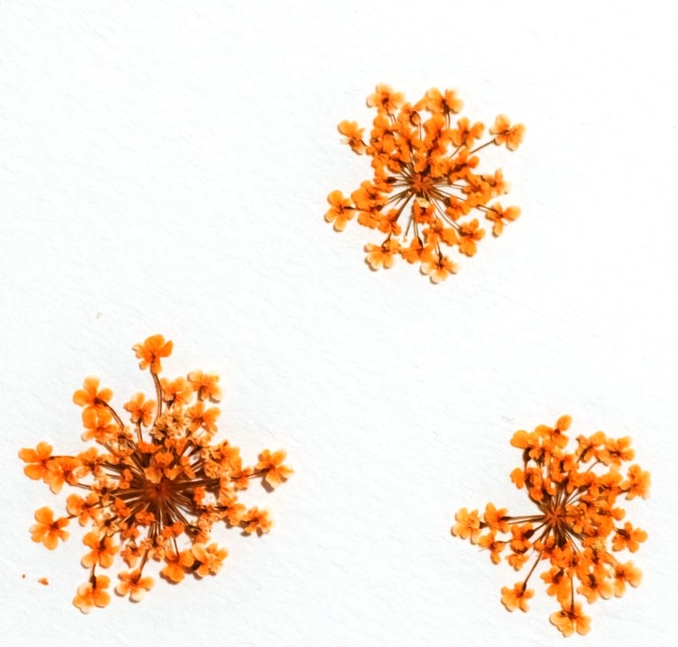 1-202-O　押し花　レースフラワー　オレンジ