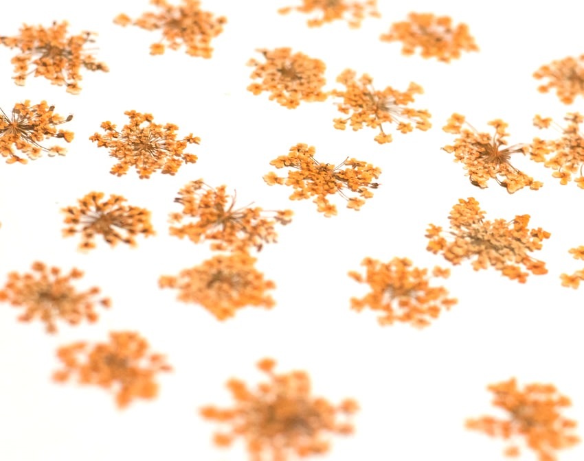 1-202-O　押し花　レースフラワー　オレンジ