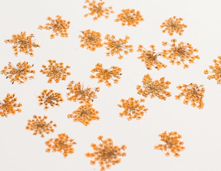 1-202-O　押し花　レースフラワー　オレンジ