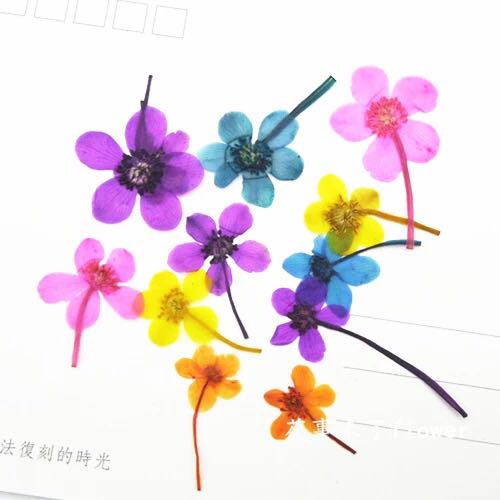 2-109Y　野生小花　黄色染　15-20mm