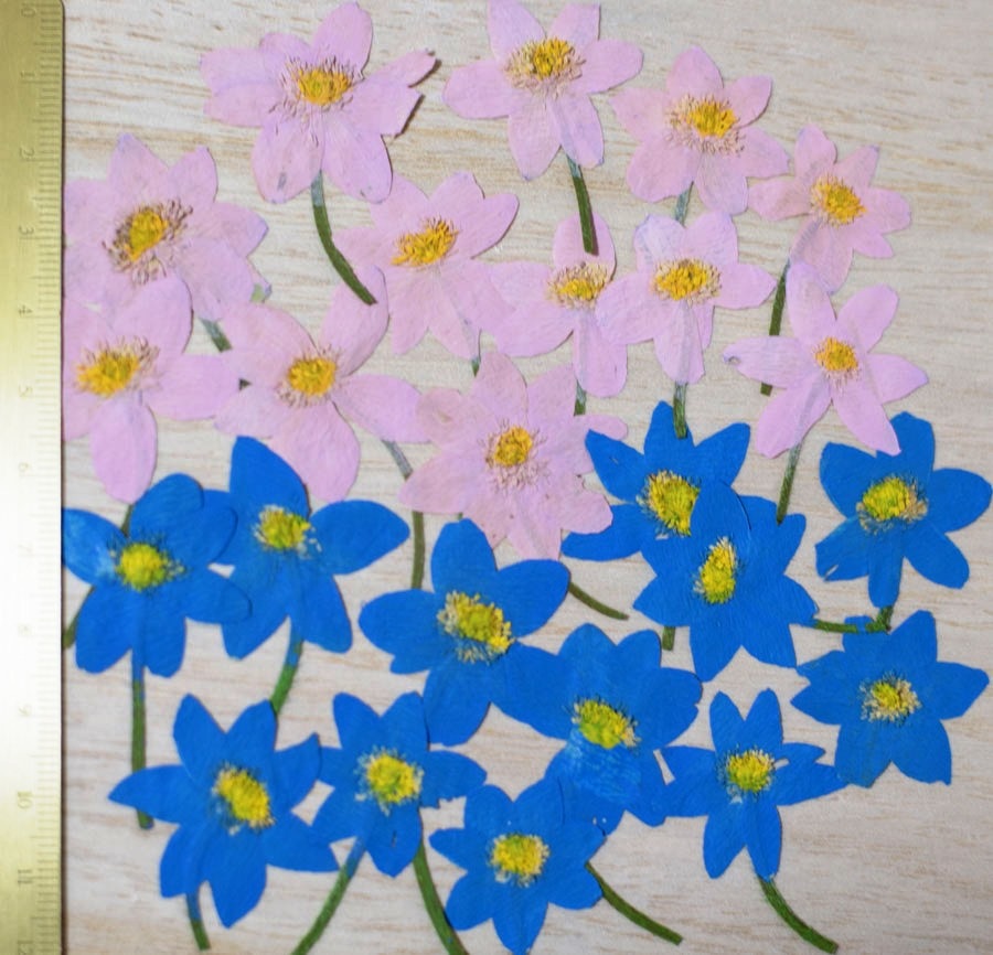 2-900B  アネモネ　ブルー染　300輪入