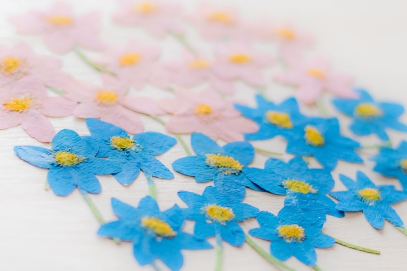 2-900B  アネモネ　ブルー染　300輪入