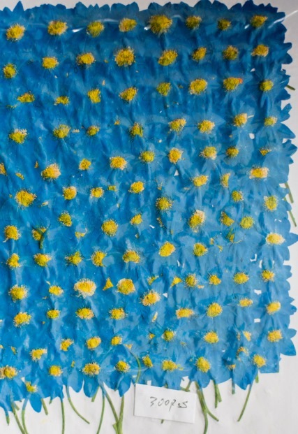 2-900B  アネモネ　ブルー染　300輪入