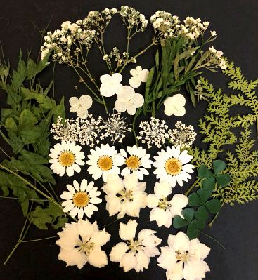 押し花 本物の花アクセサリー直販 エルタ押し花通販 1 01w 押し花素材 ホワイト系デザインパック
