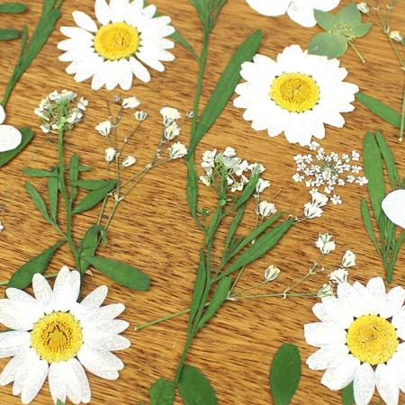 1-08C　押し花素材　押し花セット（C）