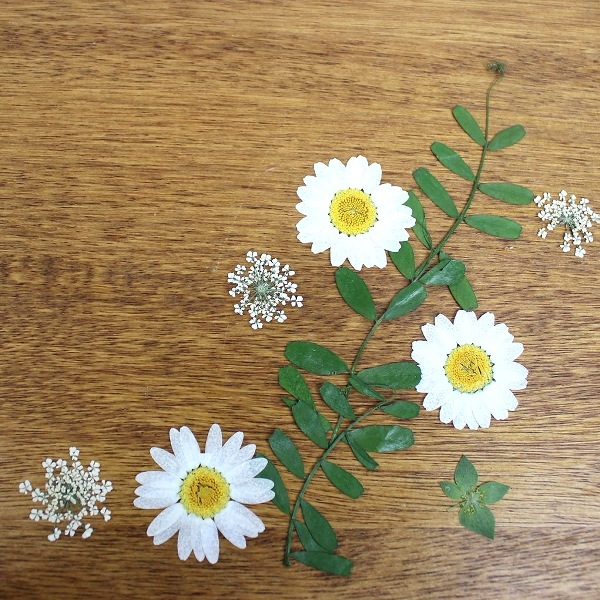 1-08C　押し花素材　押し花セット（C）
