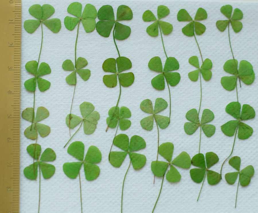 1-250　押し花　四つ葉のグローバー
