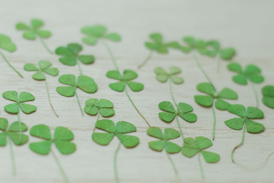 1-250　押し花　四つ葉のグローバー