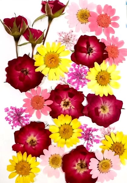 1-08B　押し花素材　押し花セット（B）