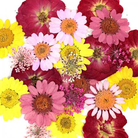 1-08B　押し花素材　押し花セット（B）