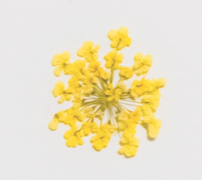 1-202Y　押花　レースフラワー黄色染め