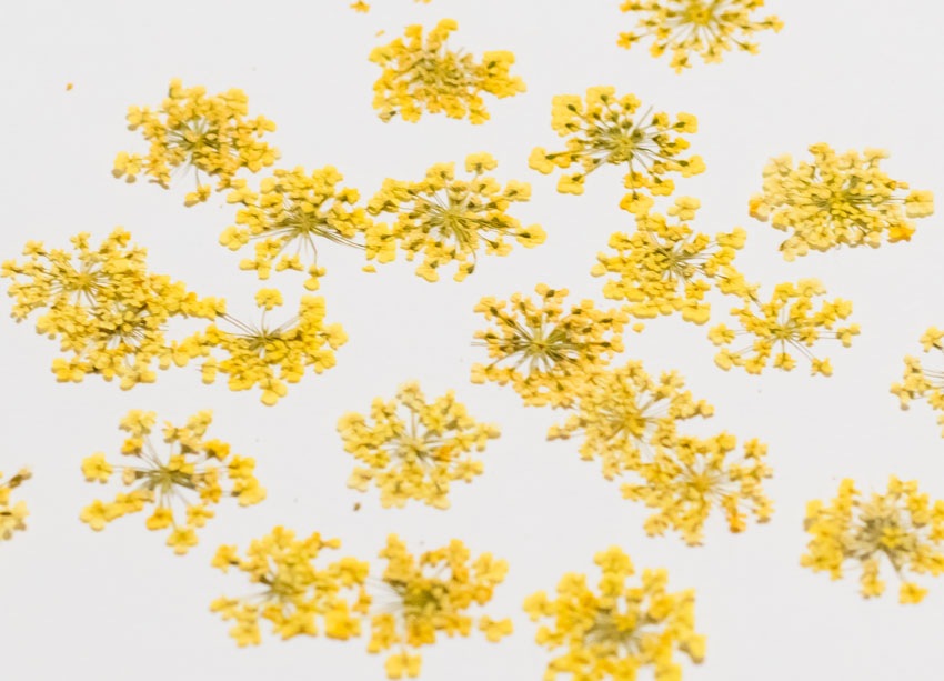 1-202Y　押花　レースフラワー黄色染め