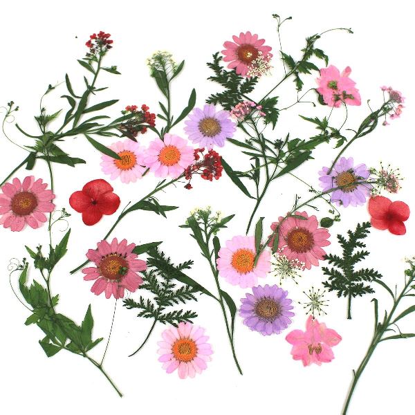 1-08E　押し花素材　押し花セット（E）