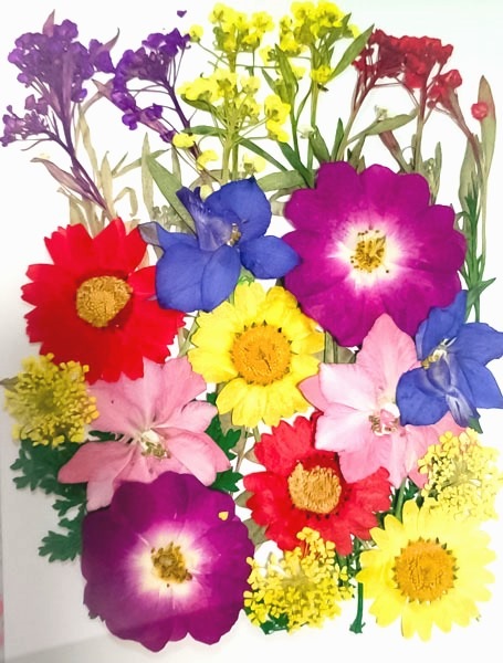 1-08F　押し花素材　押し花セット（F）