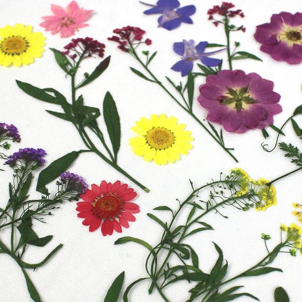 1-08F　押し花素材　押し花セット（F）