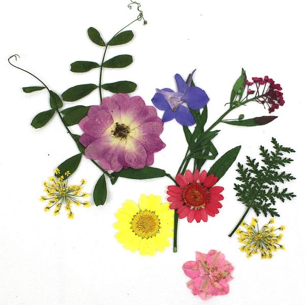 1-08F　押し花素材　押し花セット（F）