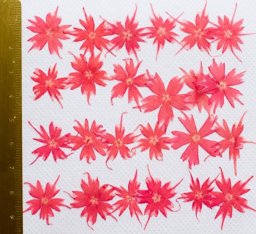 1-116ZK　押し花　スターフロックス　ピンク