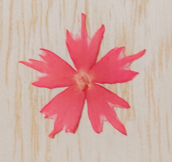 1-116ZK　押し花　スターフロックス　ピンク