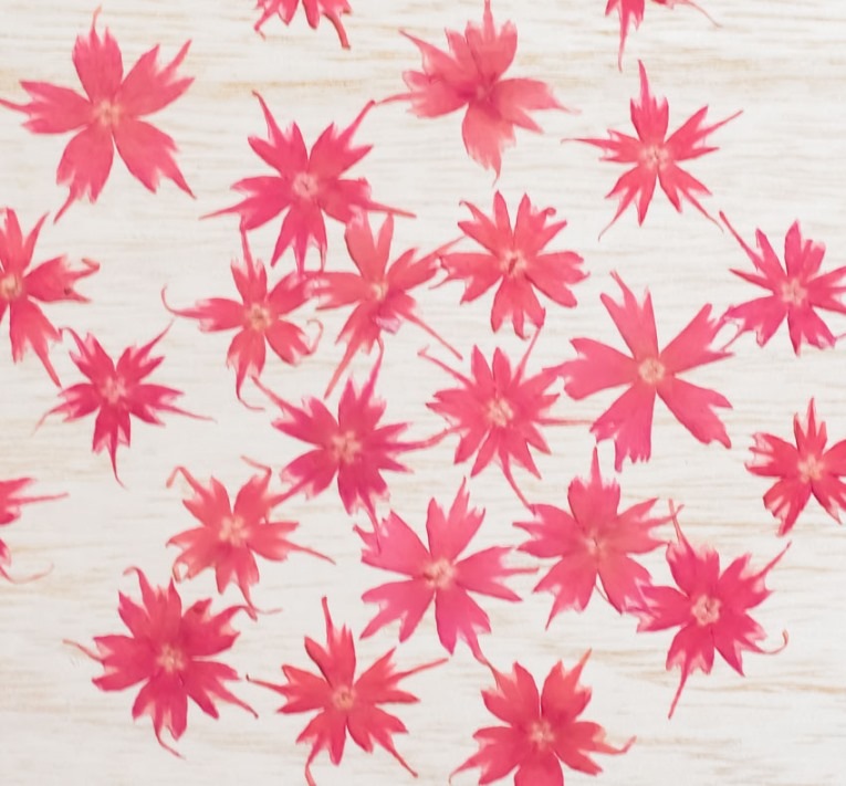 1-116ZK　押し花　スターフロックス　ピンク