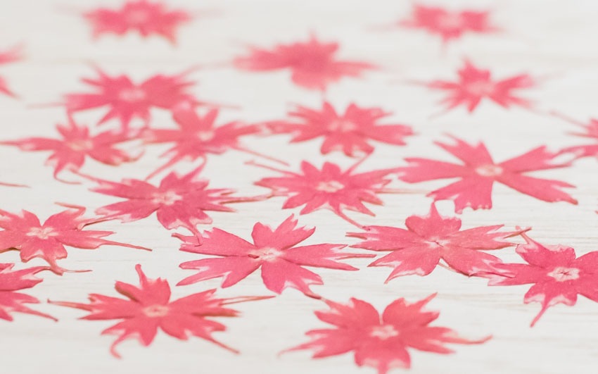 1-116ZK　押し花　スターフロックス　ピンク