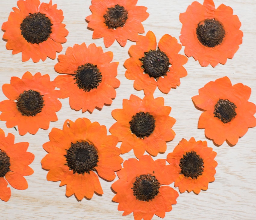 1-101O　押し花　ミニヒマワリ　オレンジ染