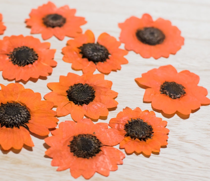 1-101O　押し花　ミニヒマワリ　オレンジ染