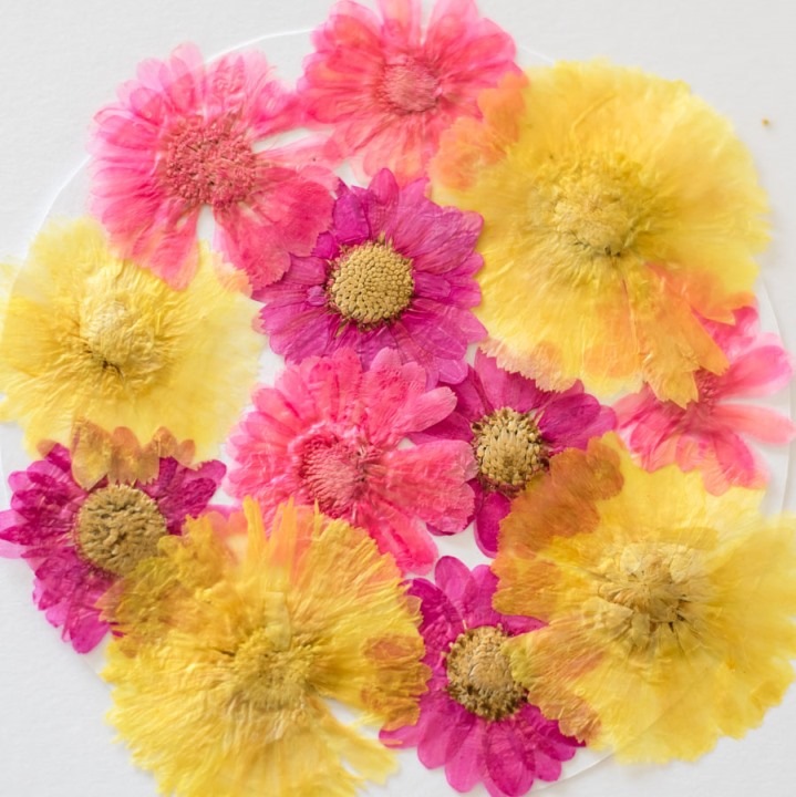 1-301　金菊ミックス　12輪