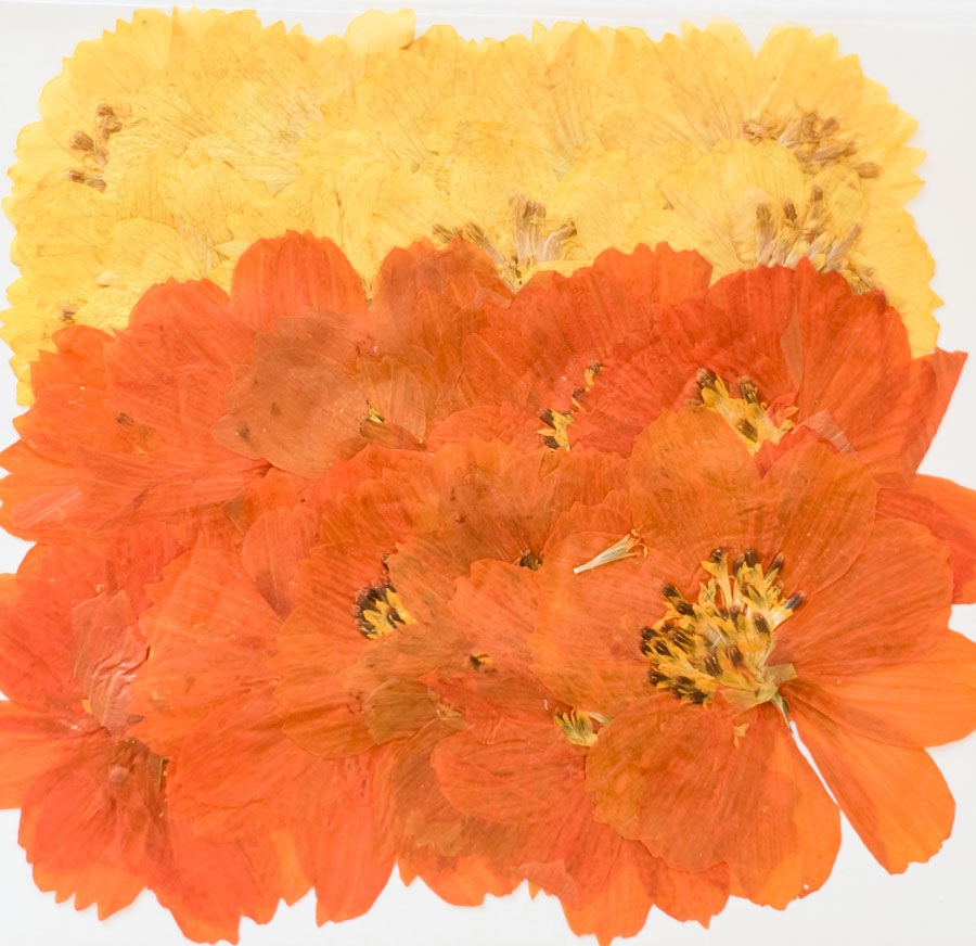 1-117-Ｍ　押し花　コスモスミックス