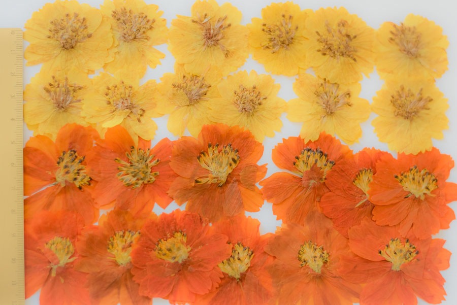 1-117-Ｍ　押し花　コスモスミックス