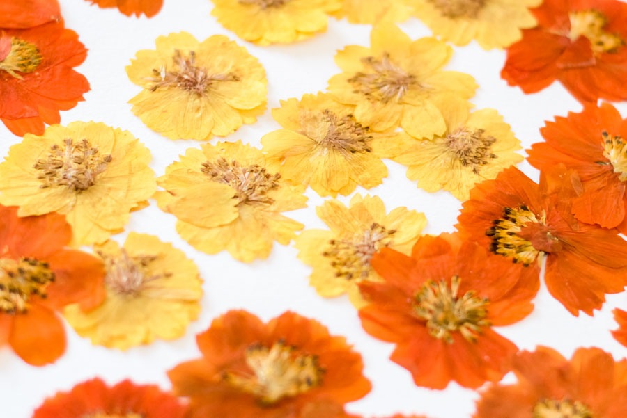 1-117-Ｍ　押し花　コスモスミックス