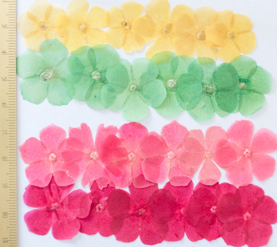 1-2026　フロックス　ミックス　２４輪